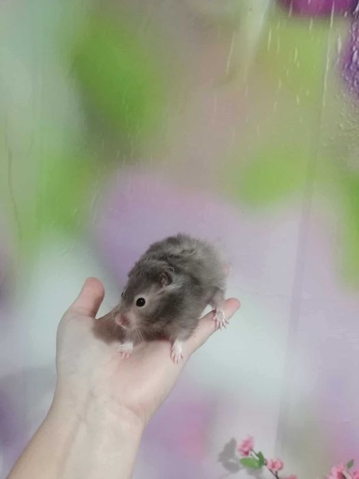 Chomiczki syryjskie dostępne od ręki