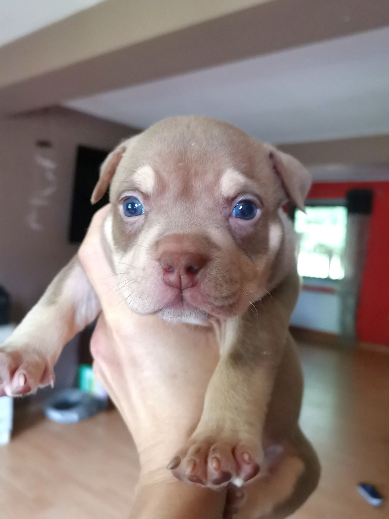 American Bully suczka czekoladowa