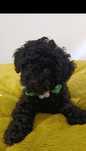 Pudel Toy Cockapoo Cawapoo