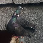 Gołębie tiplery 2 pary