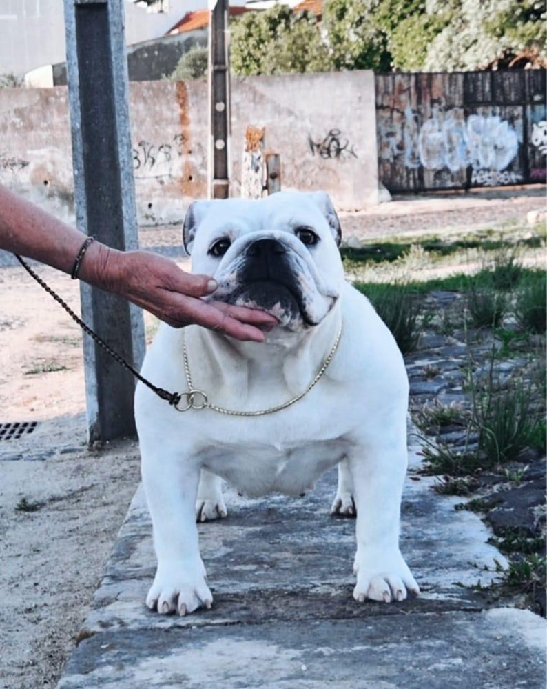 Bulldogue. Ingles