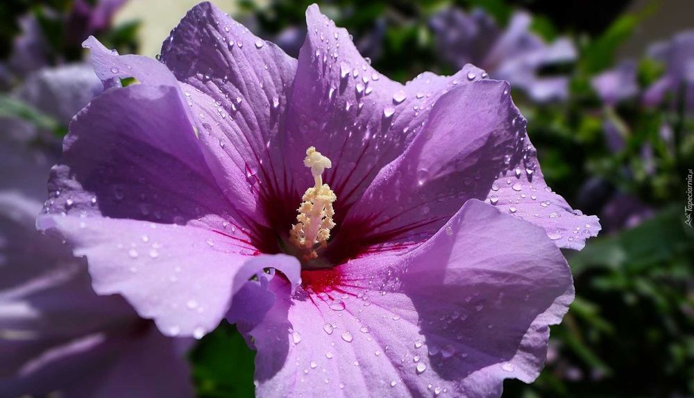 Hibiskus fioletowo biało niebiesko różowa Ketmia syryjska 150 cm