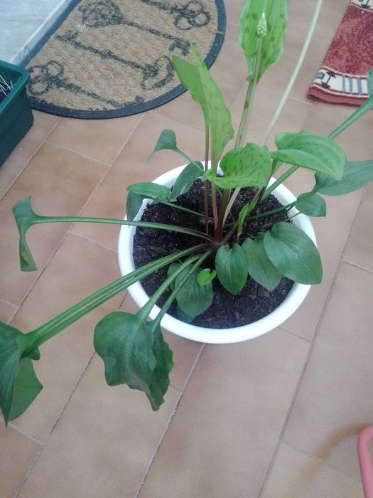 Planta para o seu jardim ou interior.