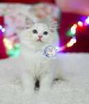 Kocurek Ragdoll seal bicolor lynx, rodowód FPL