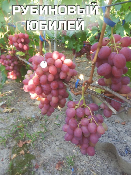 Корнесобственные саженцы винограда