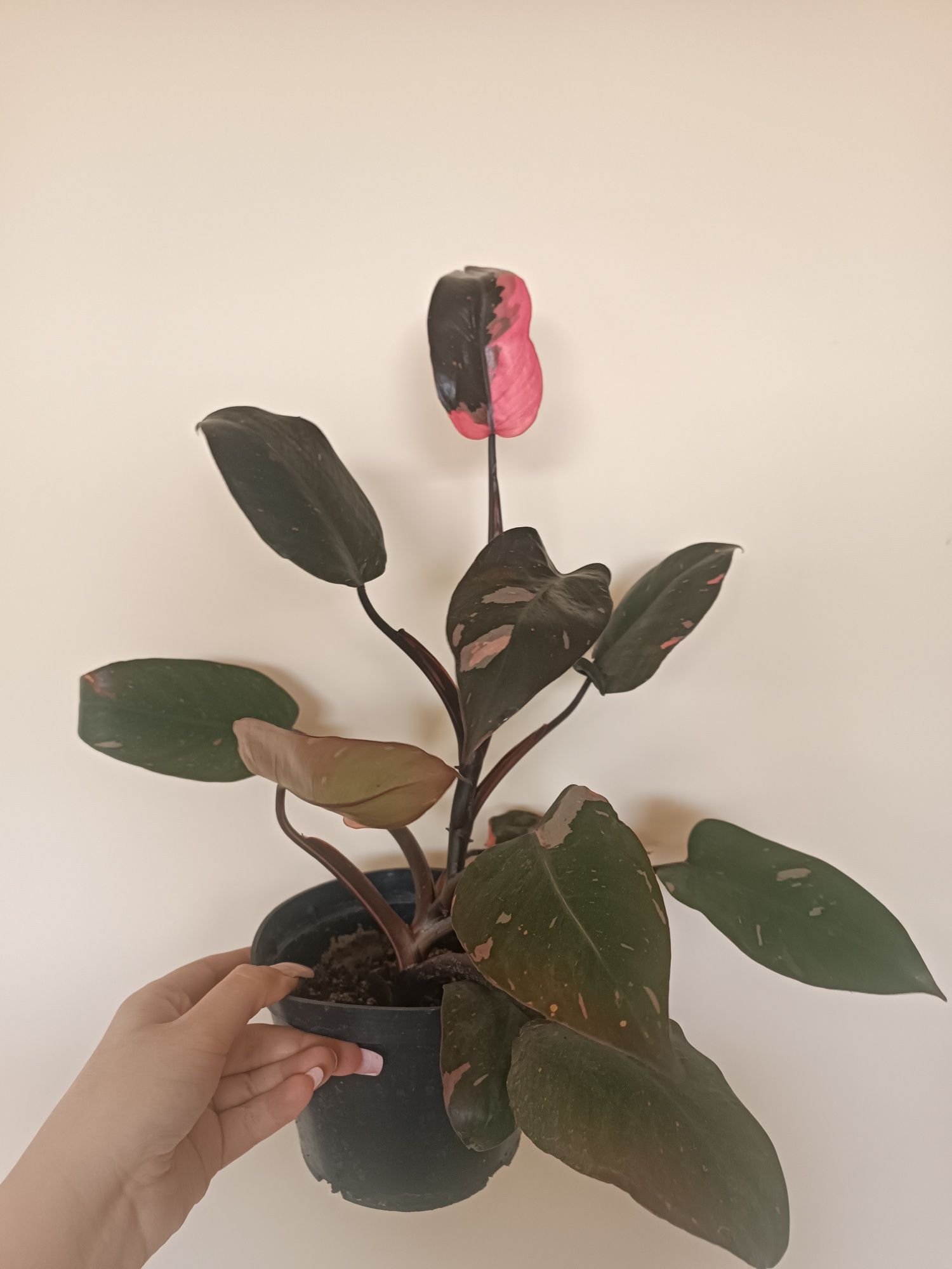 Philodendron Pink Princess