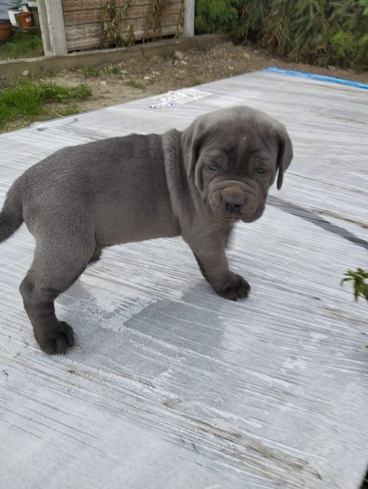 Piesek cane corso