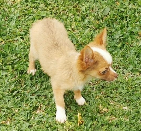 Chihuahua macho miniatura disponível.