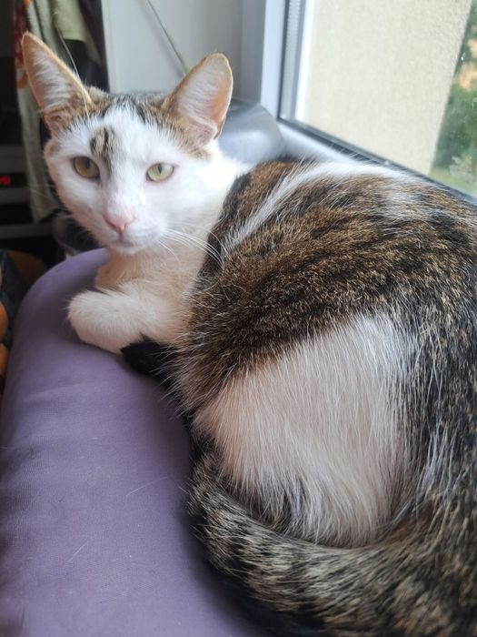 Młody  kotek FELV+  szuka domu