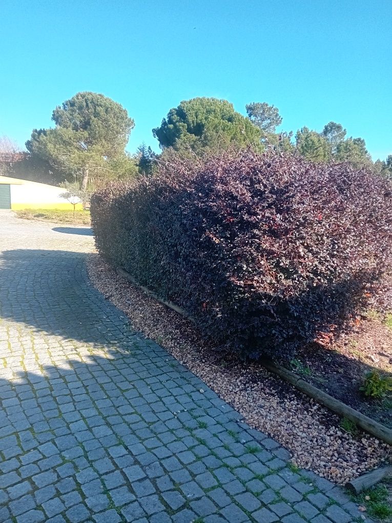 Serviço de Jardinagem como tractor e máquinas rocadoras limpeza de ter