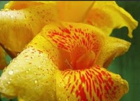 Açores - Canna Limbata - Sementes e Planta - Várias cores - desde 4€
