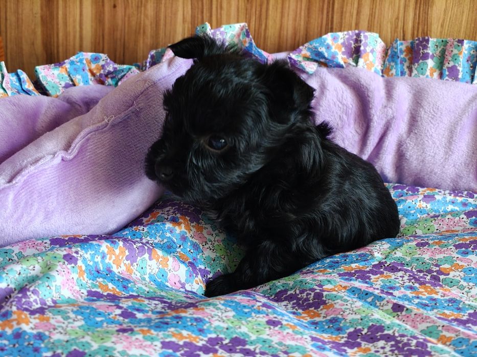 Czarny piesek Yorkshire terrier