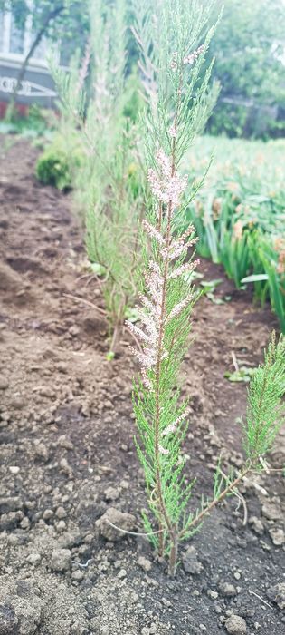 Саджанці тамариксу