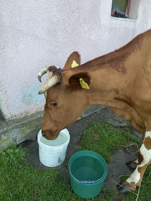 Czteroletnia krowa mleczna dwa miesiące po wycieleniu