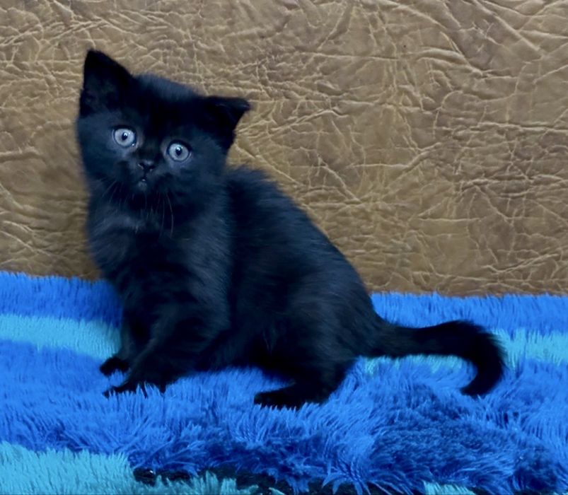 Неймовірне шотландське кошеня від елітних батьків.