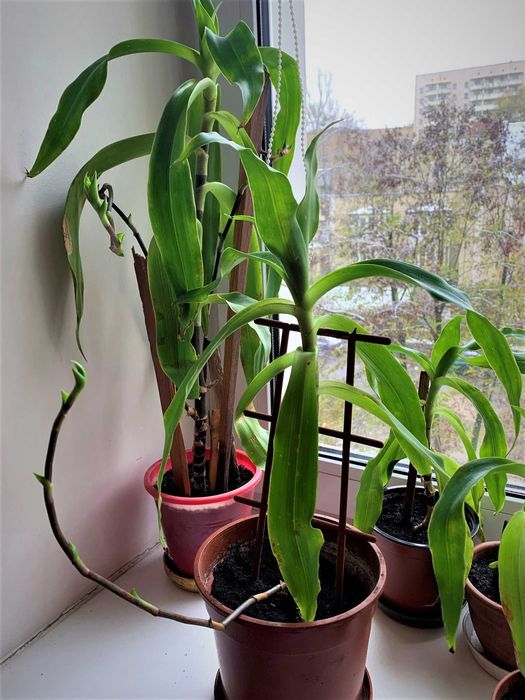 Золотой ус, каллизия душистая (Callisia fragrans)