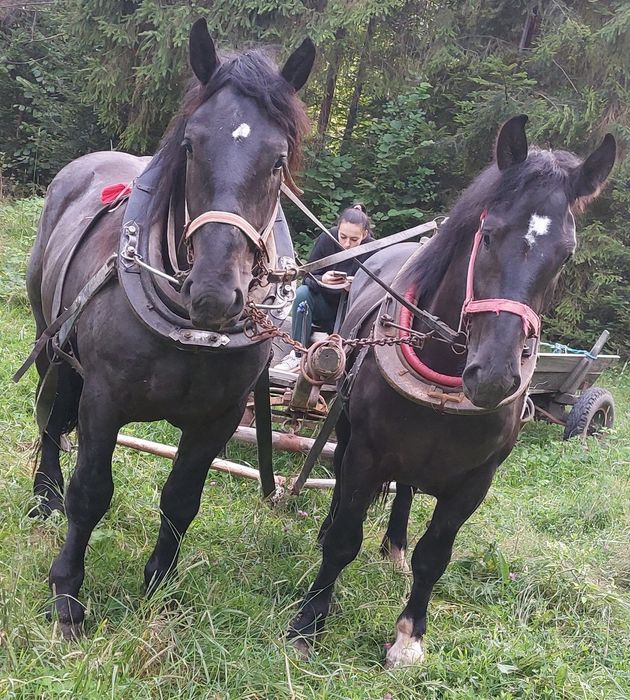 Sprzedam parę koni zimnokrwistych