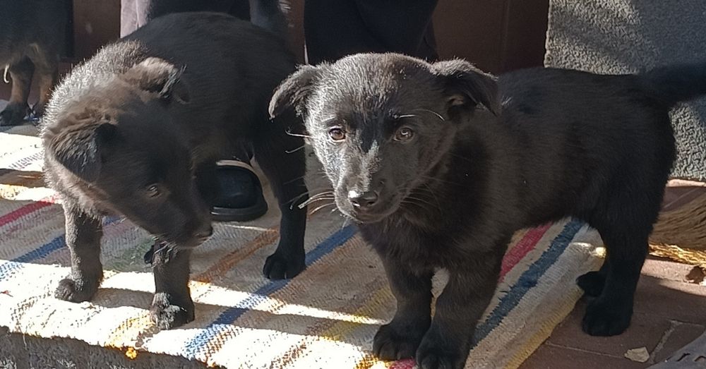 Oddam szczeniaki (2 suczki) 11 tygodniowe