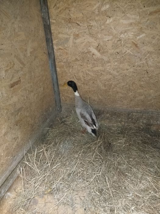 Kaczor biegus indyjski