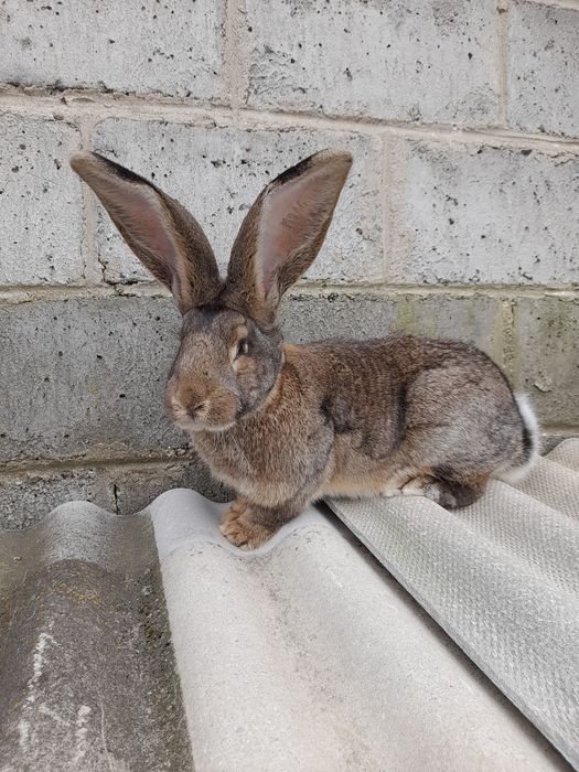 Sprzedam młodą samice belga