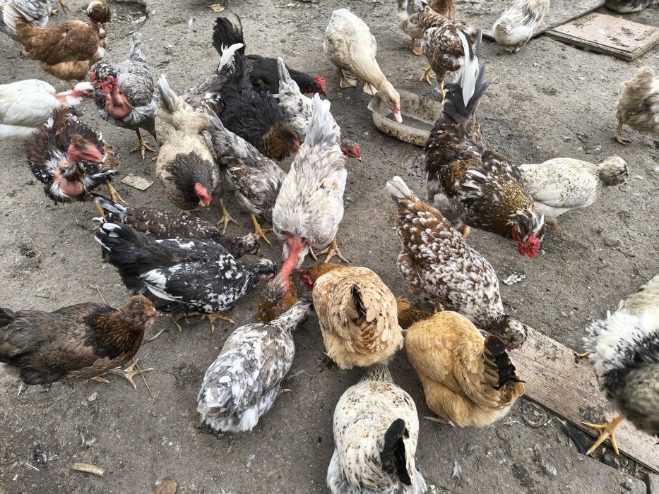 Jaja legowe czubate, lokowane ,gołoszyjki