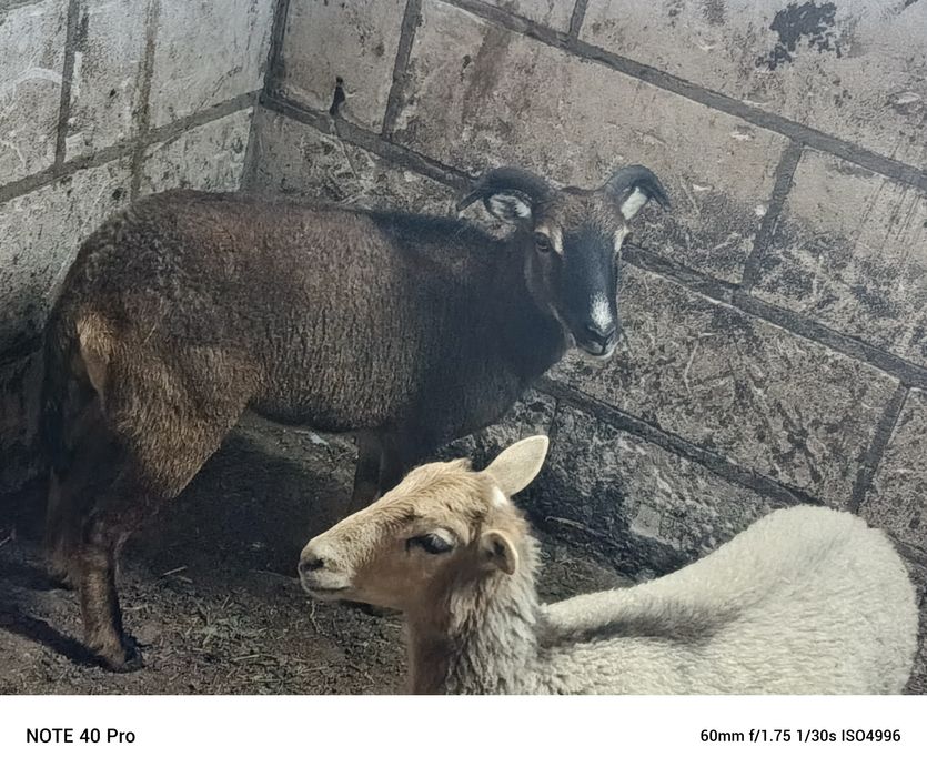 Owca muflon 1,5 roku