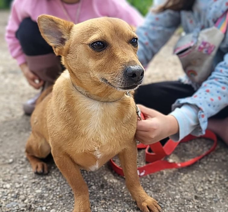 Rafael - cão mini para adoção