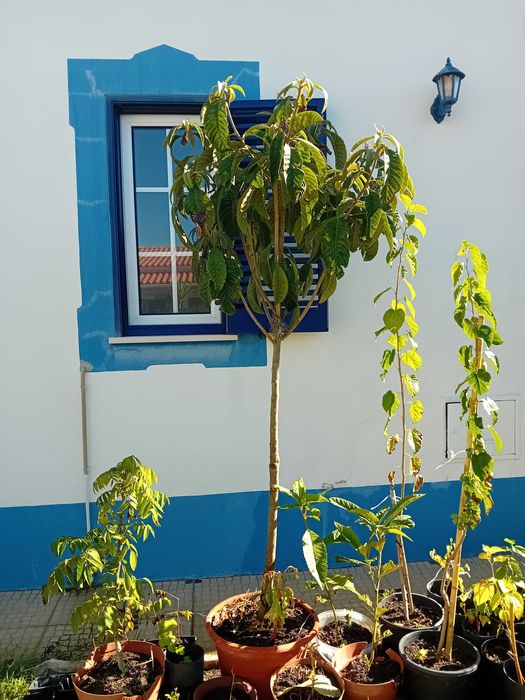 Nespereira com cerca de 1.70/1.80m