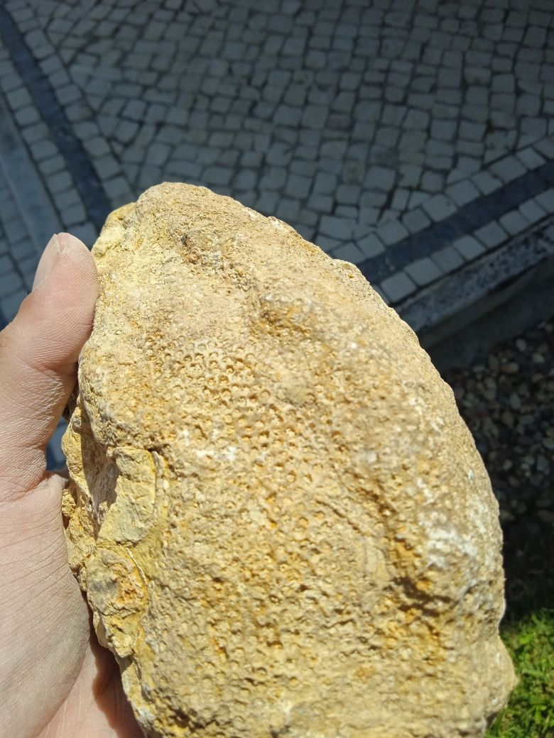 Fóssil Coral Jurássico Médio