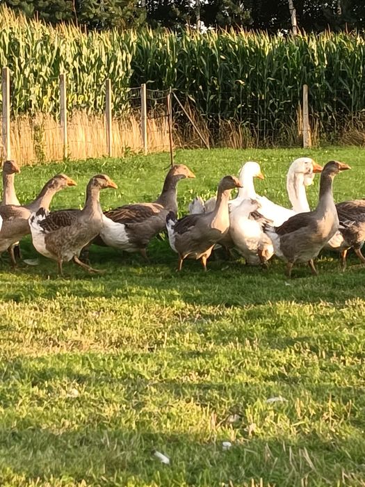 Młode gęsi Landes i Deutsche Pommersche Gans