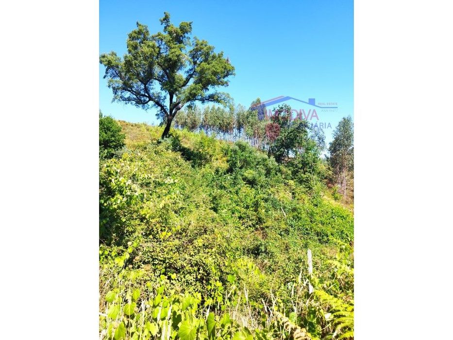 Terreno com muito potencial perto de ribeira
