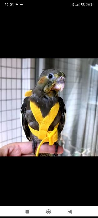 Szelki dla papugi małej i średniej z regulacją