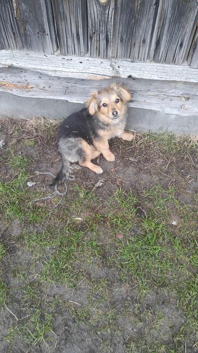 szczeniaczki oddam za darmo