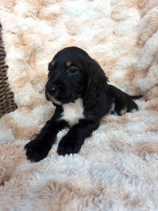 Piesek Cocker Spaniel Angielski