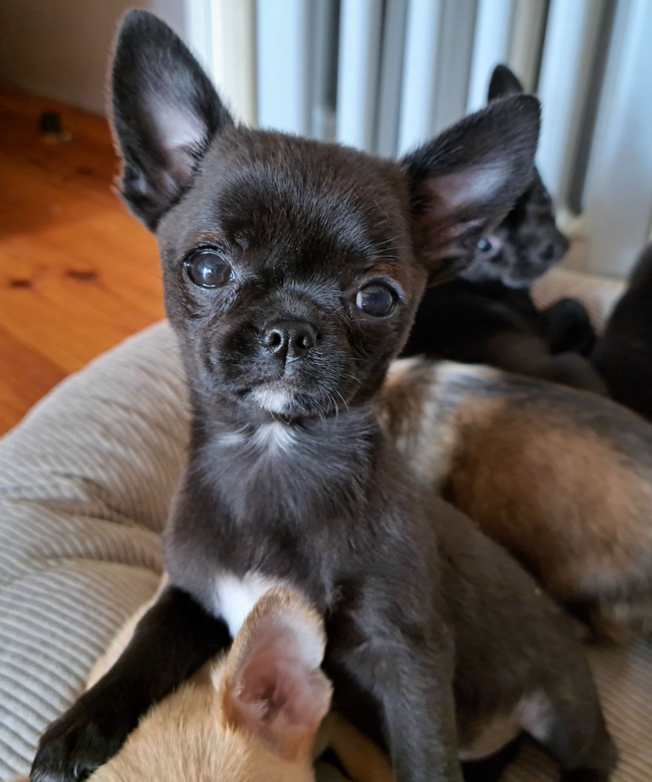 Śliczny chłopiec Chihuahua DO ODBIORU