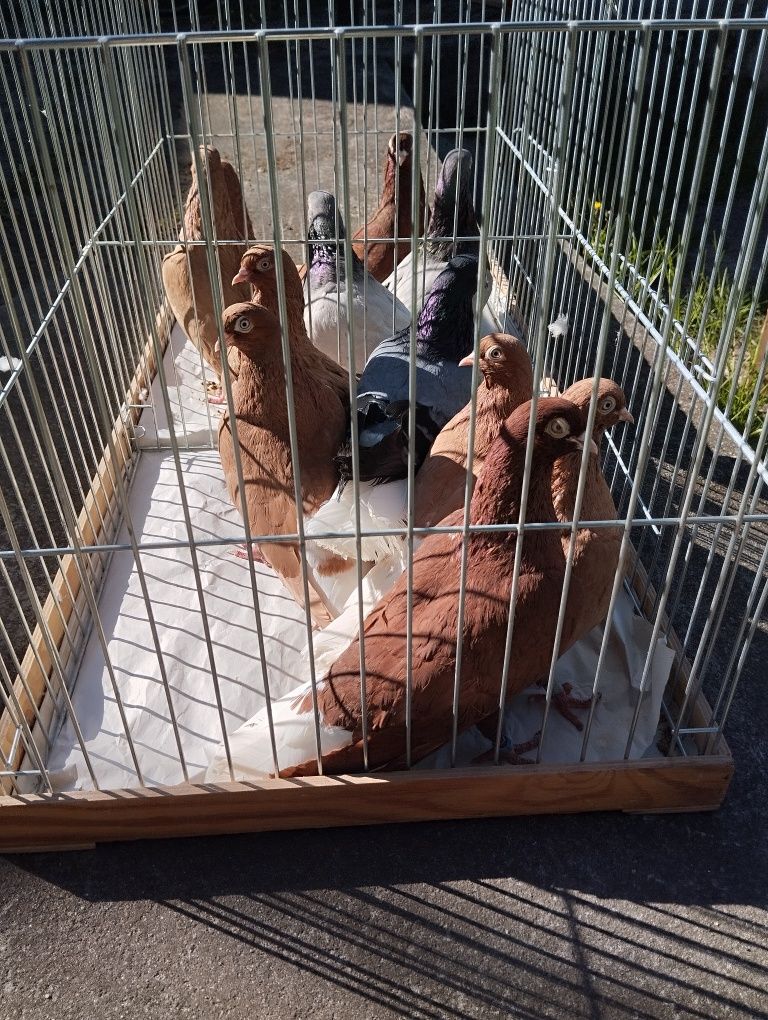 Bałogony węgierski 9 szt. Gołębie ozdobne