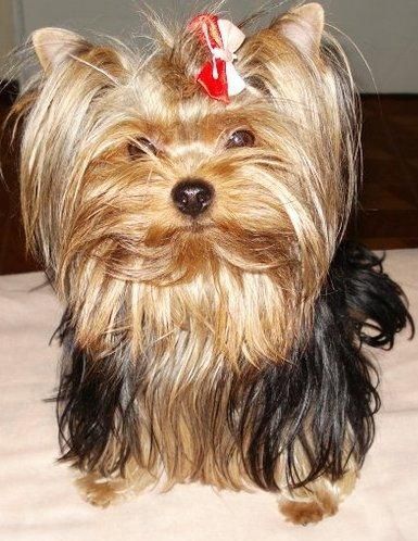 yorkshire terrier