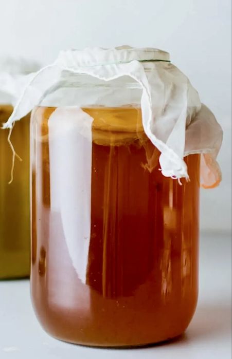 Kombucha domowa swiezy scoby