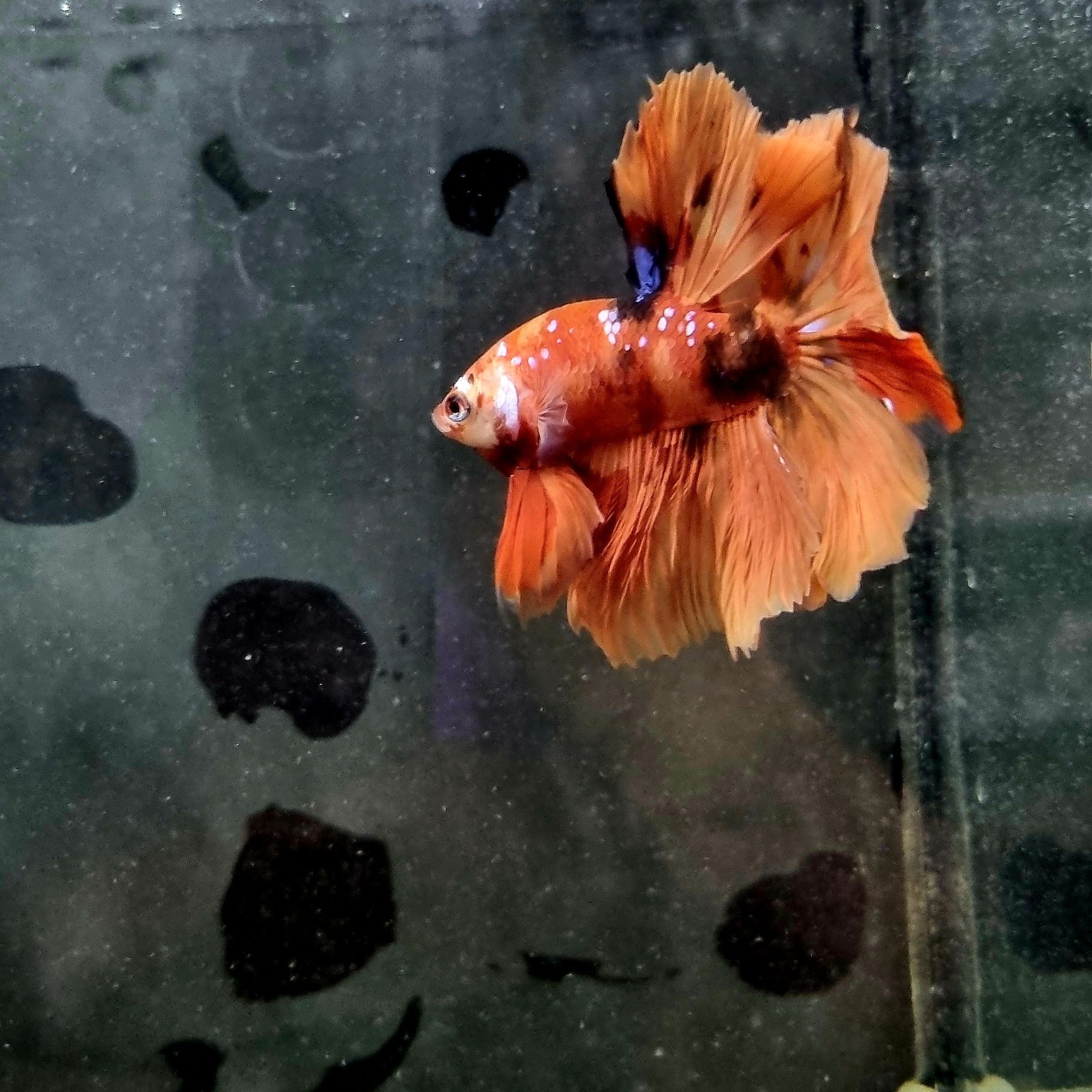 Bojownik HM nemo