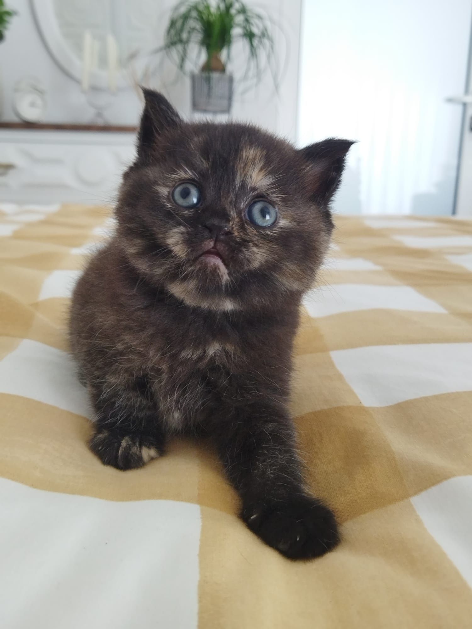 Gatinha British Shorthair Tartaruga
