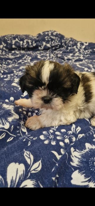 Shih tzu suczka z rodowodem suka rodowód
