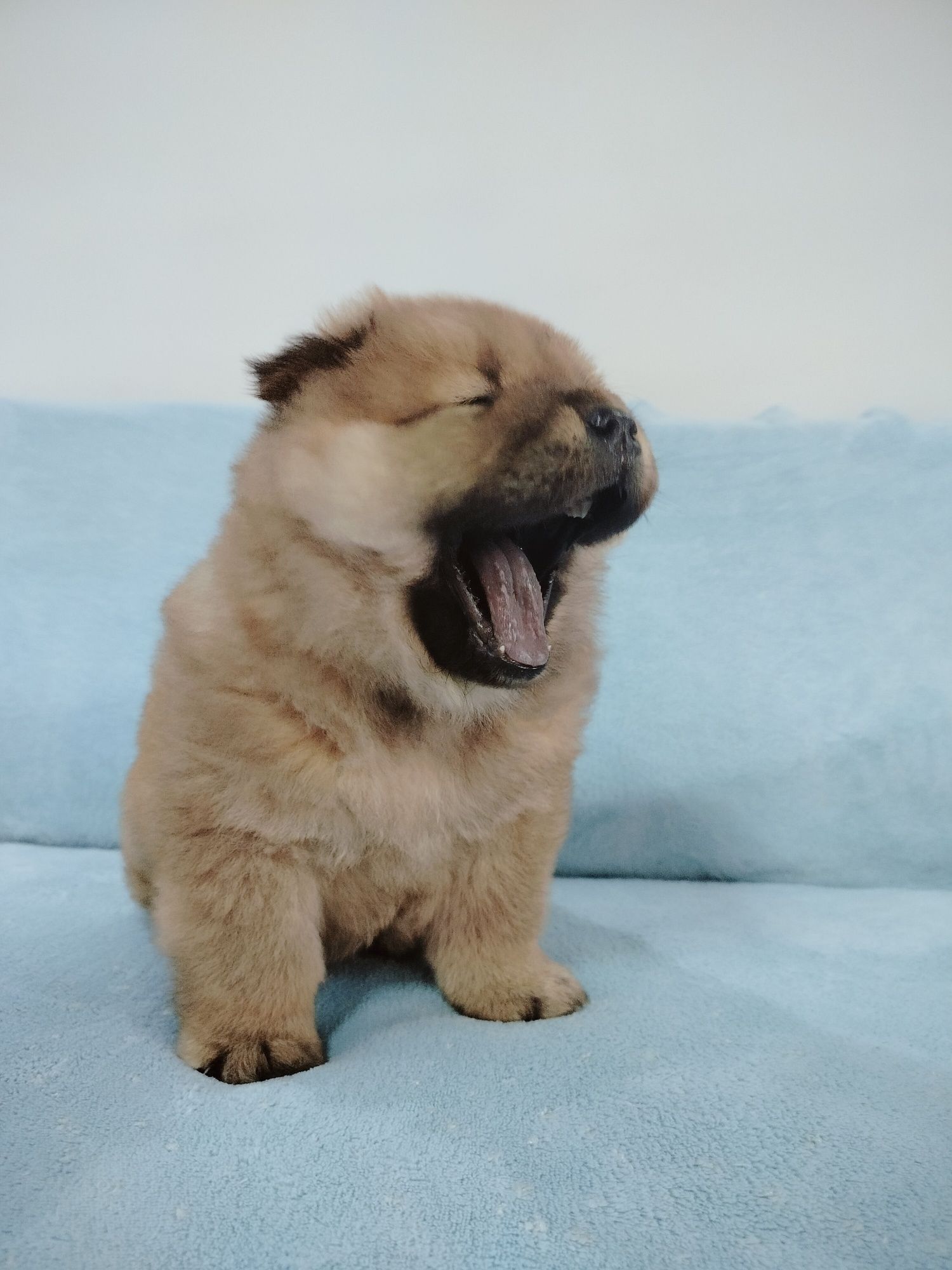Rudy Piesek Chow Chow