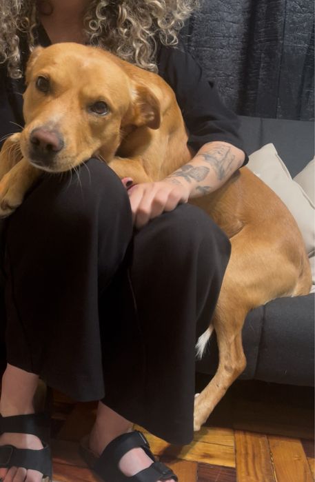 URGENTE: Apollo procura família