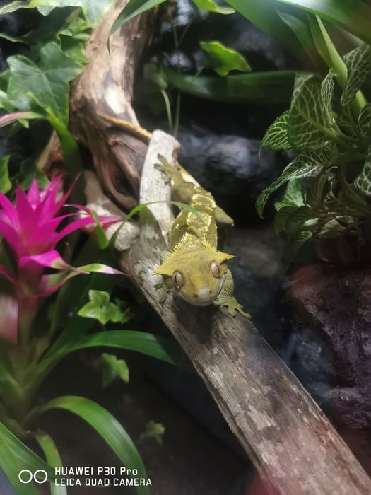 Gotowe Terrarium z zamieszkującym Gekonem Orzęsionym