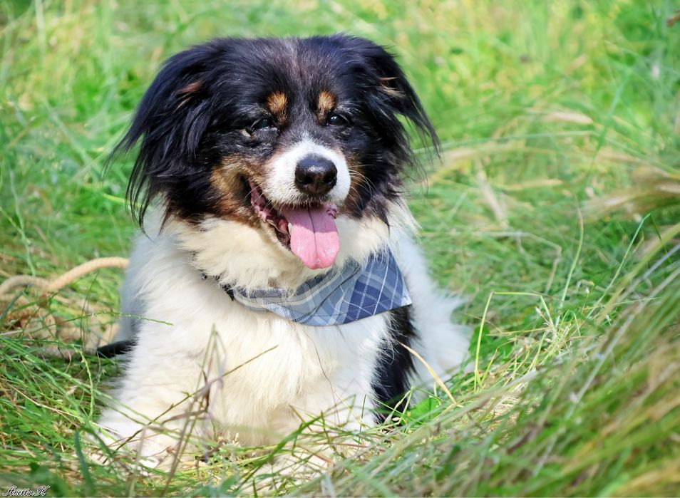Odebrany interwencyjnie Fąfel szuka kochającego domu