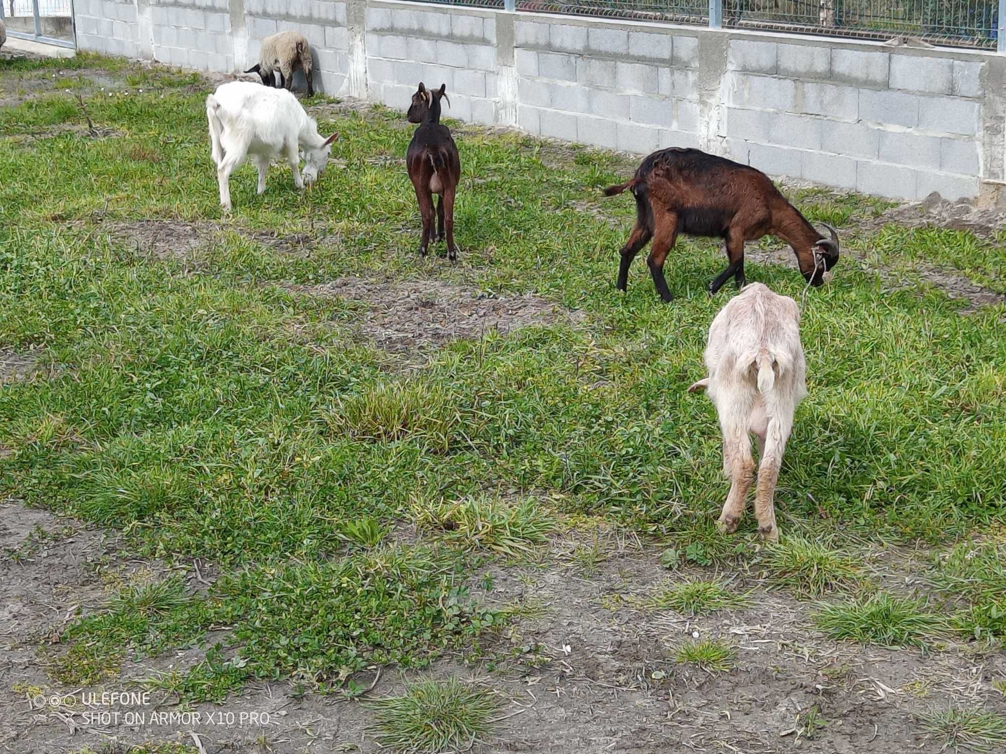 Cabras com 1 ano feitos