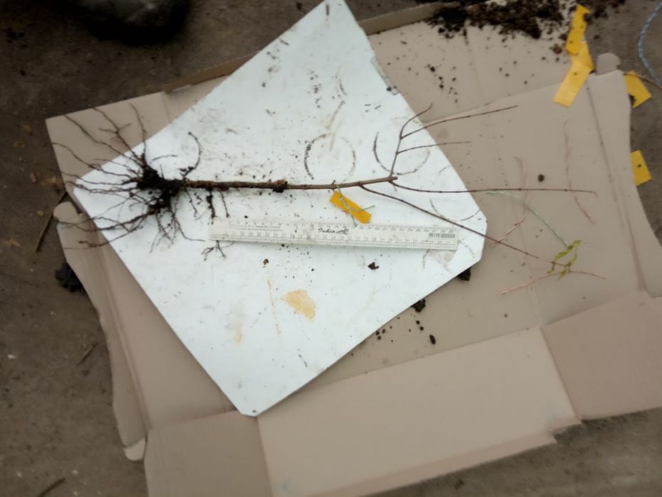 Гранат саженцы Ак-Дона