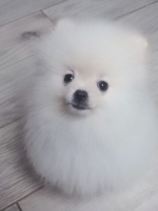 Pomeranian piesek