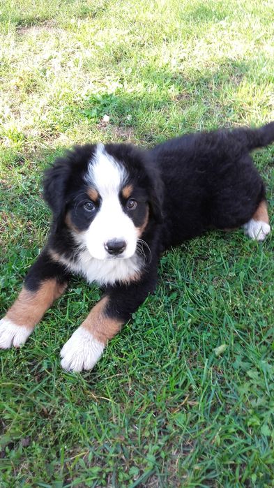 Berneński pies pasterski berneńskie z metryką i czipem
