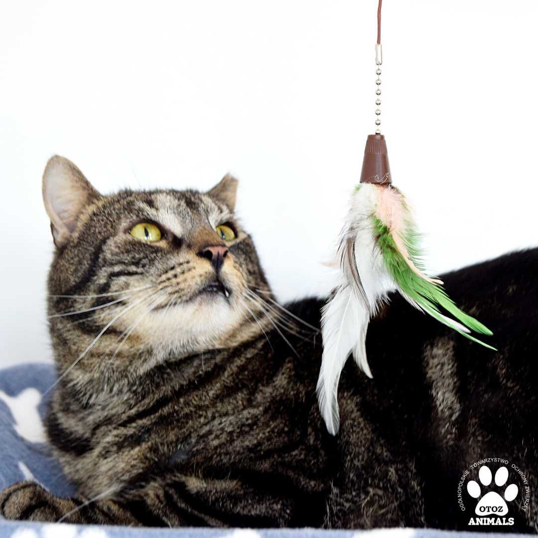 Piękny kocurek do adopcji! Poznajcie Filipka!